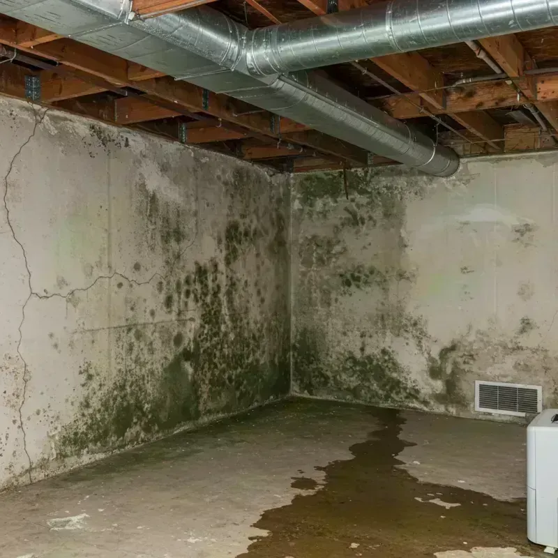 Professional Mold Removal in Riverton, IL